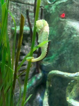 close up of a seahorse wrapping his tail around seaweed