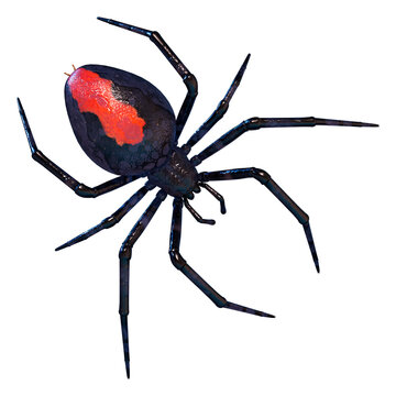 3D Rendering Redback Spider on White