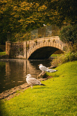 Kearsney Abbey Gardens