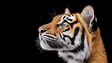 Fototapeta premium Majestic Tiger Portrait: Captivating close-up of a tiger's head, set against a dramatic black background, showcasing its striking features and intense gaze. The image evokes a sense of power, grace.