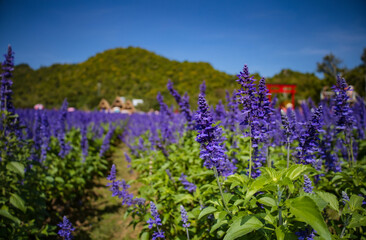 Fototapeta premium Springtime in the park with a field of lavender blooming in the background.