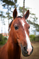 Fototapeta premium Brown horse portrait. Wild horse in the wood