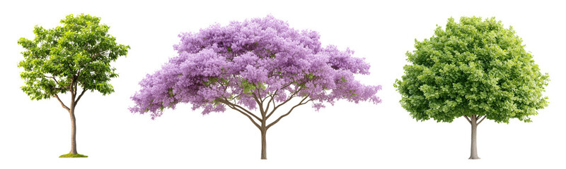 Obraz premium Three diverse trees - green and purple foliage in various stages of bloom