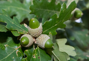 photos of natural fruits and a variety of acorns © akif