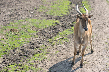 Ch&egrave;vre en pleine nature