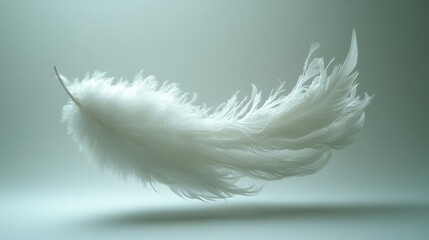 Obraz premium Delicate white feather floating gracefully against a soft background