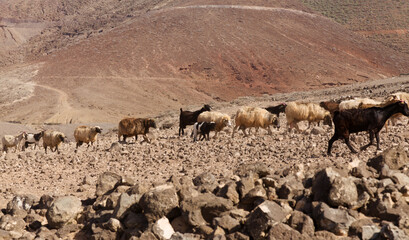 Agriculture of Gran Canaria - a large group of goats and sheep are moving across a dry landscape, between Galdar and Agaete municipalities