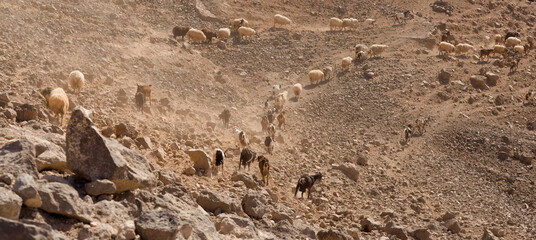 Agriculture of Gran Canaria - a large group of goats and sheep are moving across a dry landscape,...