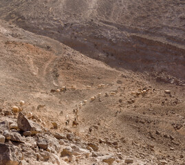 Agriculture of Gran Canaria - a large group of goats and sheep are moving across a dry landscape, between Galdar and Agaete municipalities
