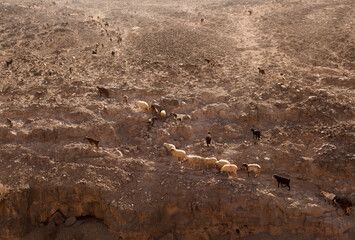 Agriculture of Gran Canaria - a large group of goats and sheep are moving across a dry landscape, between Galdar and Agaete municipalities