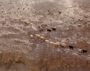 Agriculture of Gran Canaria - a large group of goats and sheep are moving across a dry landscape,...