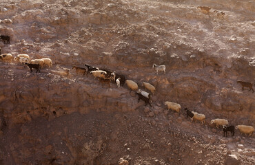 Agriculture of Gran Canaria - a large group of goats and sheep are moving across a dry landscape, between Galdar and Agaete municipalities