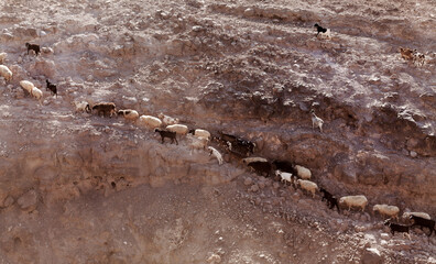Agriculture of Gran Canaria - a large group of goats and sheep are moving across a dry landscape, between Galdar and Agaete municipalities