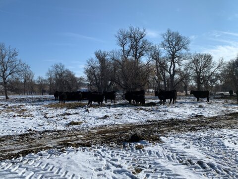 winter cows
