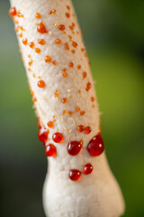 Close up of Philodendron Florida Beauty Flower with Sticky Resin Drops all Over Spadix