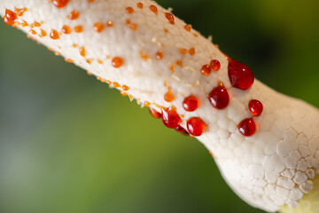 Close up of Philodendron Florida Beauty Flower with Sticky Resin Drops all Over Spadix
