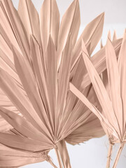 Dried fan shaped tropical palm tree leaves