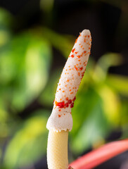 Close up of Philodendron Florida Beauty Flower with Sticky Resin Drops all Over Spadix