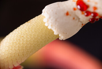Close up of Philodendron Florida Beauty Flower with Sticky Resin Drops all Over Spadix