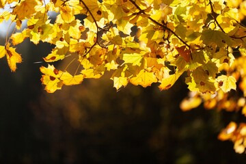 Orange fall leaves in autumn natural background