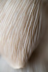 Macro Close up of Blue Oyster Mushroom Gills and Stem
