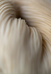 Macro Close up of Blue Oyster Mushroom Gills and Stem