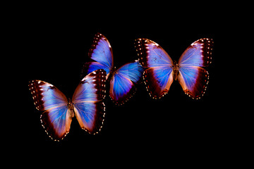 Three vibrant blue morpho butterflies with iridescent wings are shown against a solid black background, showcasing their detailed patterns, elegance, and vivid colors in flight or display.