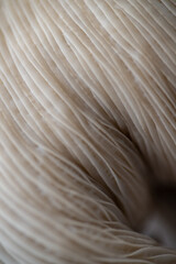 Macro Close up of Blue Oyster Mushroom Gills and Stem