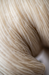 Macro Close up of Blue Oyster Mushroom Gills and Stem