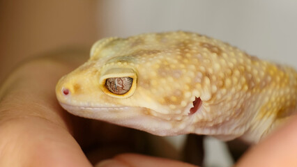 The textured scales and vibrant eye of a leopard gecko are captured in stunning detail. This photo celebrates the unique features of exotic animals and their natural elegance.