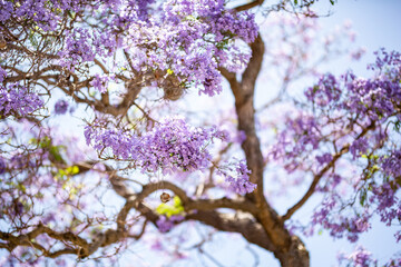 Jacaranda