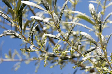 rain covered branches