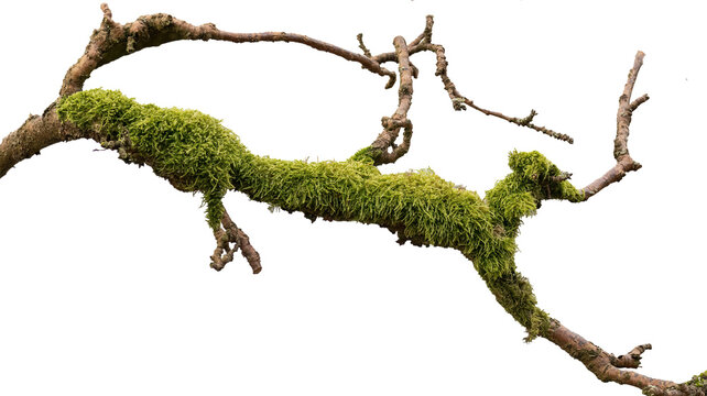 Von der Natur gestaltet