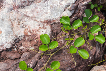 Green leaves growing on textured rock surface.