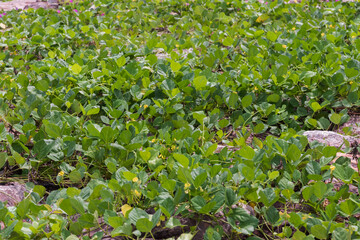 Vibrant green ground cover in natural habitat.
