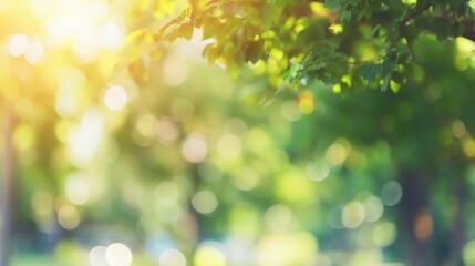 Obraz premium Sunlight filtering through tree branches, perfect for nature themes