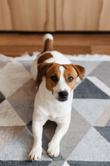 Cute Jack Russell Terrier dog is lying on the rug and looking at the camera. Playful white and brown dog is looking happy