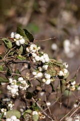 White viburnum berries for elegant floral arrangements