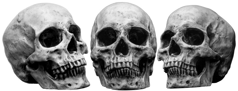 Mock-up of a human skull on an isolated background