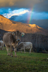 Vacas, ganado bovino con arco iris detrás en la montaña