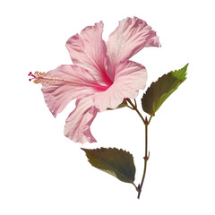Hibiscus flower in full bloom tropical garden botanical illustration colorful environment transparent background