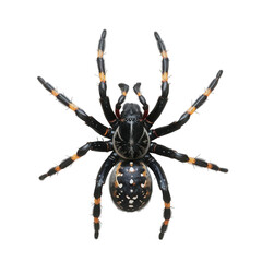 Obraz premium Black and orange spider transparent background macro nature studio close-up insect anatomy