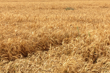A wonderful golden wheat field on a clear sunny day