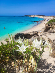 calm tropical ocean white sand beach summer vacation paradise