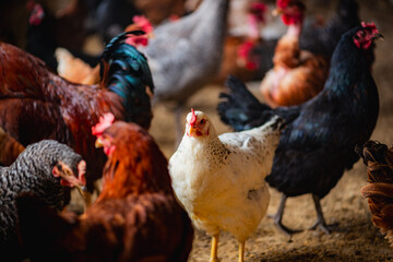White Chicken Among a Group of Multi-Colored Chickens