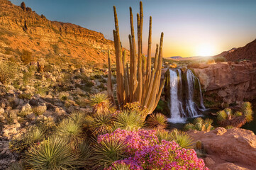 landscape with cactus