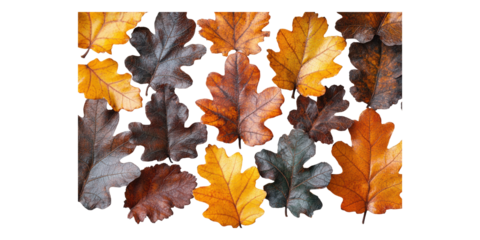 Autumn oak leaves pattern isolated on transparent background