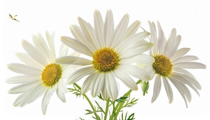 Fototapeta premium Elegant Trio of White Daisies in Full Bloom. High-Resolution Botanical Image Showcasing Nature's Simplicity and Beauty, Perfect for Spring-Themed Art, Home Decor, Greeting Cards, and Digital Project