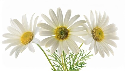 Obraz premium Elegant Trio of White Daisies in Full Bloom. High-Resolution Botanical Image Showcasing Nature's Simplicity and Beauty, Perfect for Spring-Themed Art, Home Decor, Greeting Cards, and Digital Project