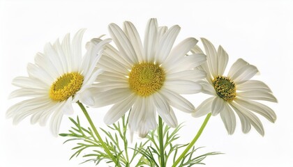 Fototapeta premium Elegant Trio of White Daisies in Full Bloom. High-Resolution Botanical Image Showcasing Nature's Simplicity and Beauty, Perfect for Spring-Themed Art, Home Decor, Greeting Cards, and Digital Project